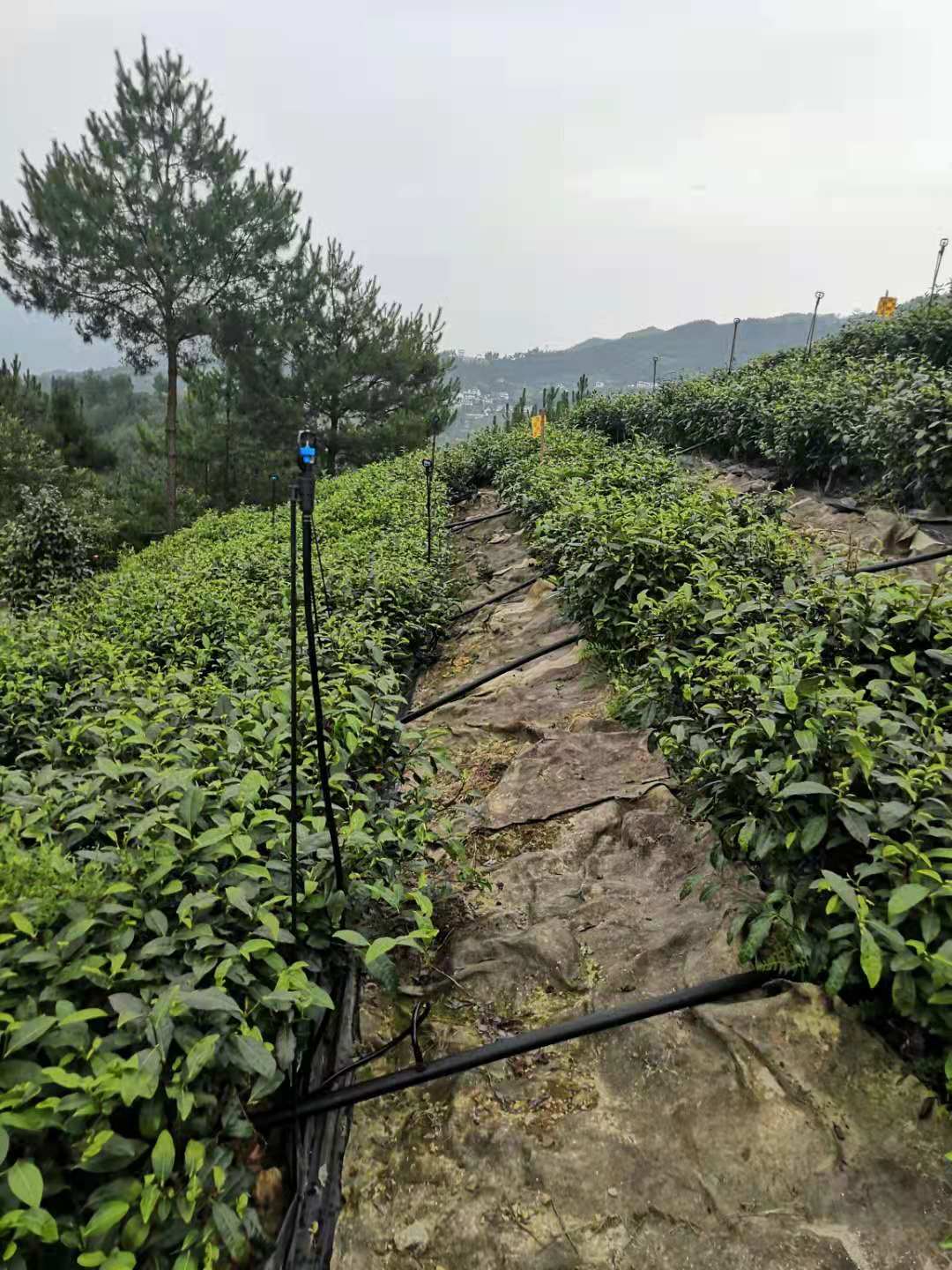 農業自動化灌溉系統